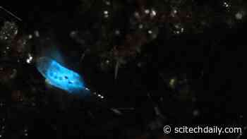 Unraveling the Mystery of Insect Bioluminescent Systems