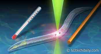 Quantum Thermometer Using Nanodiamonds Senses a “Fever” in Tiny Worms