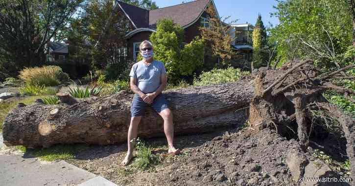Utahns say goodbye to beloved trees in the windstorm’s aftermath