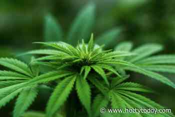 Medical Marijuana Initiative on November Ballot Could be Confusing - HottyToddy.com