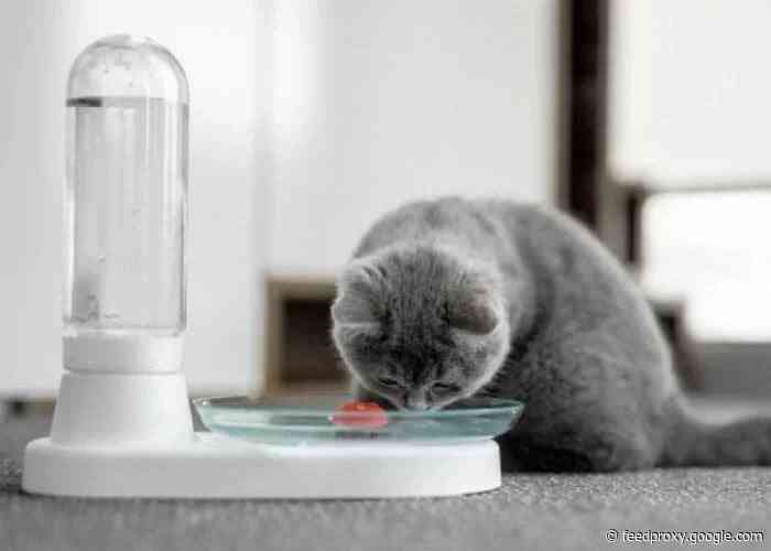 KittySpring bacteria-free cat water fountain