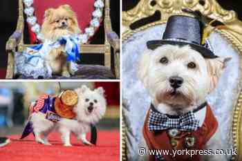 Pets with style: send us photos of York's best-dressed pets