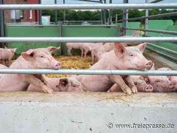 China stoppt Importe von deutschem Schweinefleisch - Freie Presse