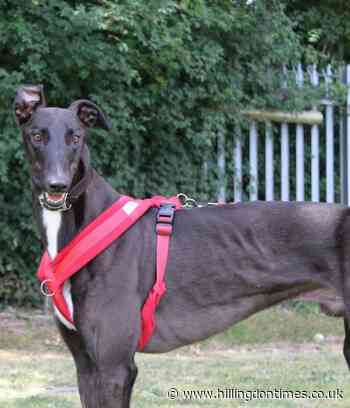 Friendly former racing greyhounds need loving homes