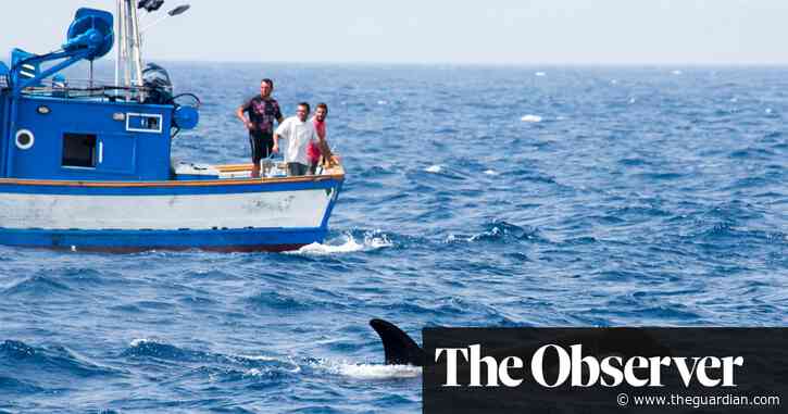 Scientists baffled by orcas ramming sailing boats near Spain and Portugal