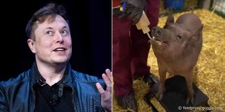 Even if Elon Musk's Neuralink brain chip never gives us telepathy, it could do wonders for animal testing