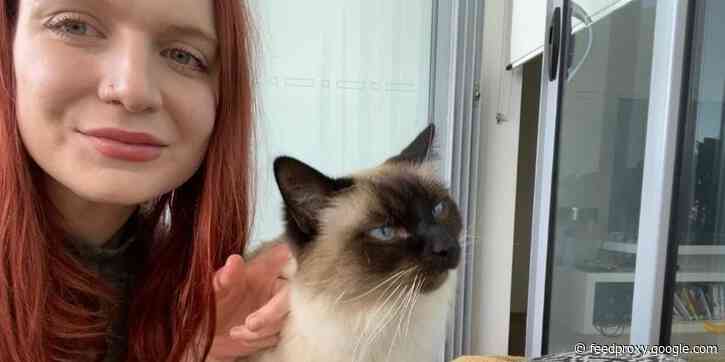 Job diary: Here's what it's like to be a cat sitter during the pandemic, where landing a gig is more competitive than ever