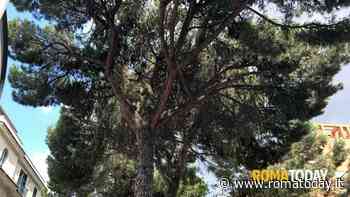 La cocciniglia divora i pini di Roma, endoterapia e lotta biologica per combatterla: “No alle potature”