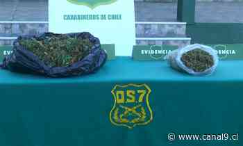 OS7 de Carabineros detuvo a hombre por cultivo de marihuana en Coronel - Canal 9 Bío Bío Televisión