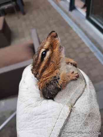 Plakkerige Aziatische grondeekhoorn gevangen in Borgloon