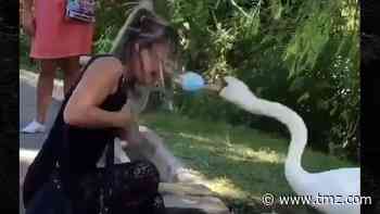 Aggressive Swan Teaches Woman How To Wear A Mask In Viral Video