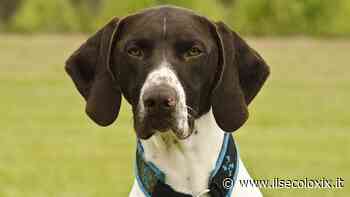 Investe un cane con l’auto e fugge, denunciato a Modena - Il Secolo XIX