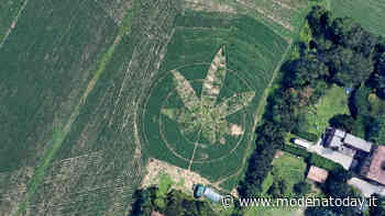 Curiosità. In un campo alla periferia di Modena spunta un singolare disegno - ModenaToday
