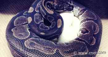 Snake surprise: Female python lays eggs without being near a male in years     - CNET