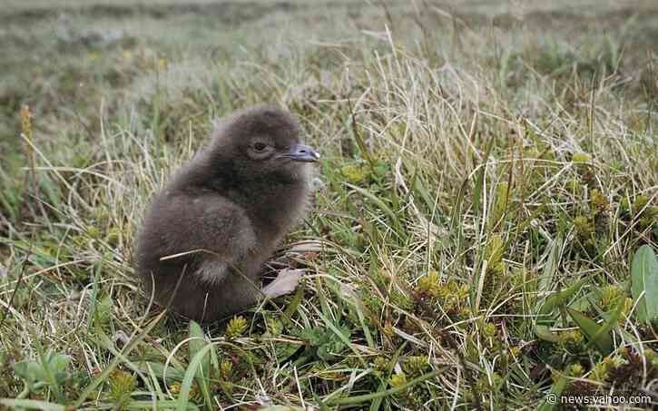 'No progress' has been made to prevent extinction of threatened species in UK, RSPB warns
