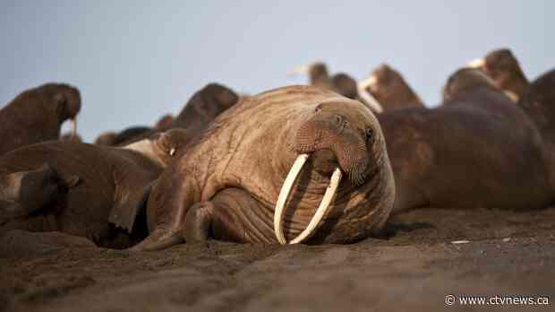 'In the midst of a catastrophe': Report shows dramatic decline in wildlife population