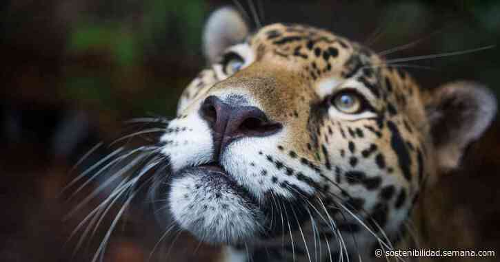 Incendios amenazan la reserva de jaguares más grande del mundo - Semana