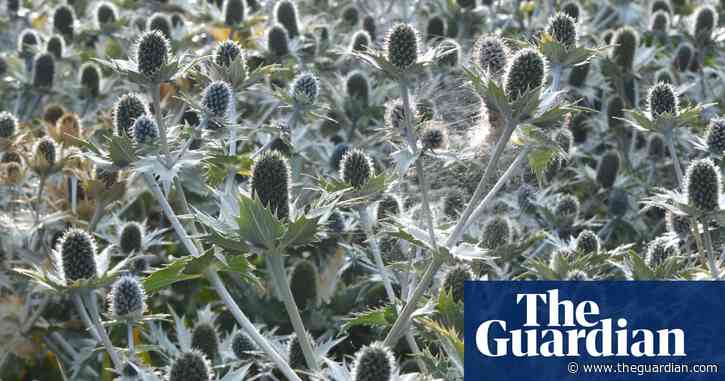 Country diary: there's new life in Miss Willmott’s Ghost