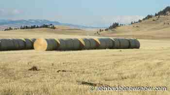 Southern Alberta farmers leading province in crop harvest - Lethbridge News Now