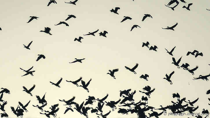 Thousands Of Birds To Fly Over Pittsburgh Area On Monday Night During Mass Migration