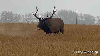 Alberta wildlife officers rescue elk tangled in wiring
