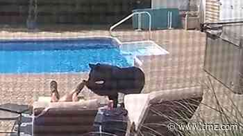 Bear Wakes Up Massachusetts Man Sleeping Poolside