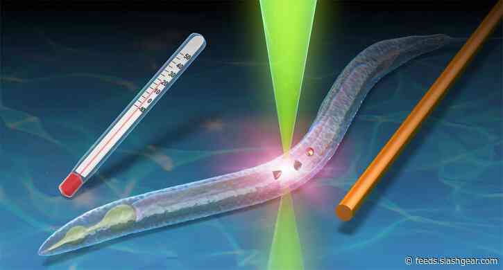 Researchers create microscope-based thermometer using quantum technology