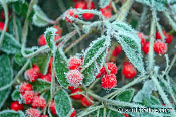 Frost Advisory Issued For Points North of Sault