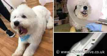Plea to raise £10k to cover surgery after dog injured in accident