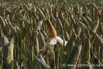 Sleeping 13-year-old shredded alive by corn harvester