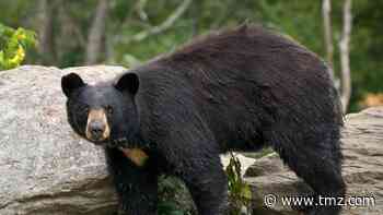 Bear Eats Human Remains in Great Smoky Mountains National Park