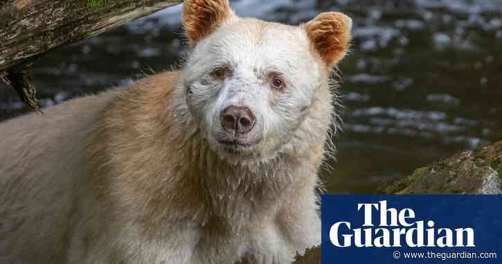 Long kept secret, Canada's ghostly spirit bears are even rarer than thought