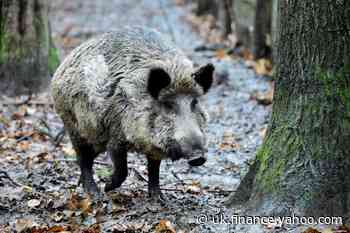 Asia import ban adds to German pork woes
