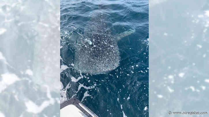 Rare sight: Whale shark, largest shark in the world, surprises local spearfisherman off Southern California