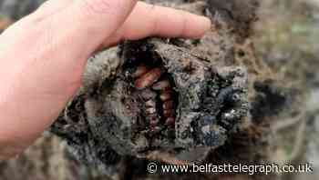 Perfectly preserved Ice Age cave bear found in Arctic Russia