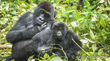 Wildlife in 'catastrophic decline' due to human destruction, scientists warn