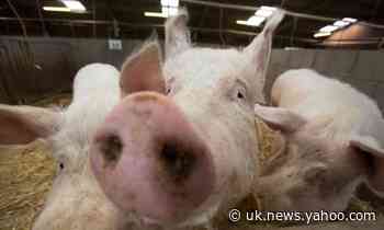 'Surrogate sires' could create specially bred livestock, say scientists
