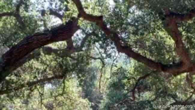 Singing Fills Botanical Garden in Los Angeles Suburb During Sound Installation