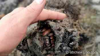 Perfectly preserved Ice Age cave bear found