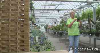 Lethbridge garden centres experience boom in summer sales amid COVID-19