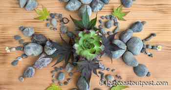 How Do You Do This Over Zoom? Humboldt County Teachers Discuss Arts Education in the Age of COVID - Lost Coast Outpost