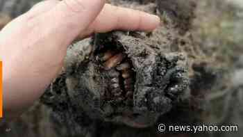 Perfectly preserved Ice Age cave bear discovered in Arctic Russia