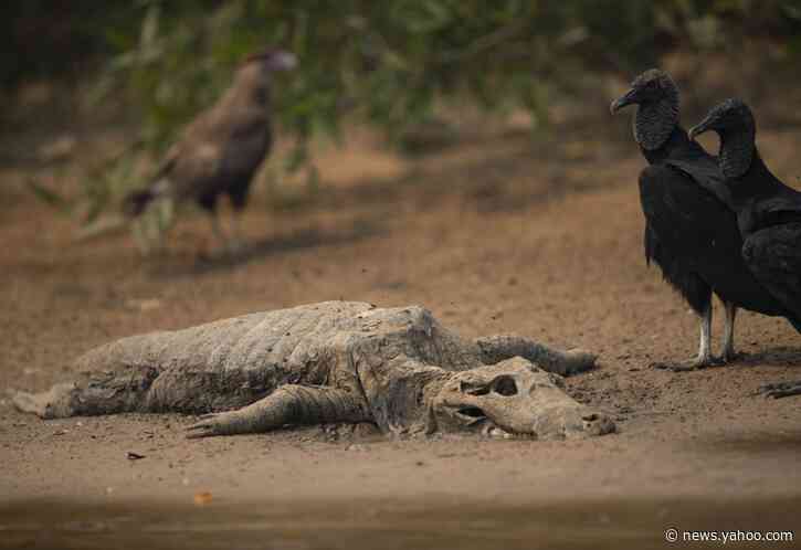 Battle on to save Brazil's tropical wetlands from flames