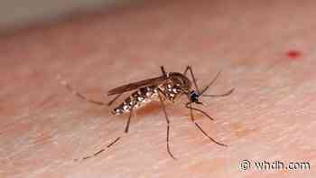 EEE detected in Rhode Island for 1st time this year - Boston News, Weather, Sports | WHDH 7News