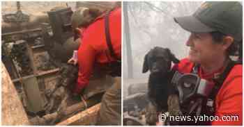 Puppy pulled from rubble following California wildfire