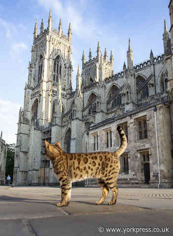 York Minster bells rung for cathedral cat Gerald