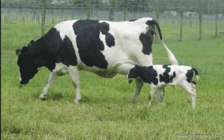 Frankenbeasts: Scientists Create GMO Animals To Boost Food Production