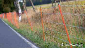 Fünf weitere Wildschweine mit Afrikanischer Schweinepest gefunden