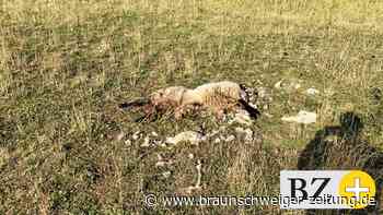Schafe verenden auf Weide bei Warmenau