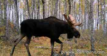 Minnesota moose will not be listed as federally endangered species